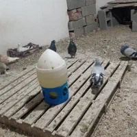 ۳۰عدد ترکیه|پرنده|باروق, |دیوار