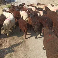 **بره تازه وکم چربی زنده جوان گوسفند ارمغانی|حیوانات مزرعه|تهران, شهرک غرب|دیوار