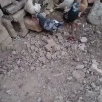 کفتر فروشی دونه ۱۰۰|پرنده|زهک, |دیوار