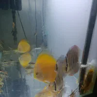 دیسکس|ماهی|تهران, خاک سفید|دیوار