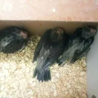 عروس هلندی سرلاکی وبالغ