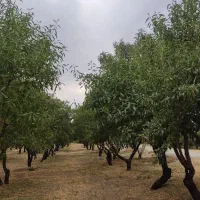 باغ بینظیر|فروش دفتر صنعتی، کشاورزی، تجاری|شیدا, |دیوار