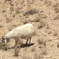 30عدد بز ابست 30روز دیگه میزاین|حیوانات مزرعه|کرمان, |دیوار