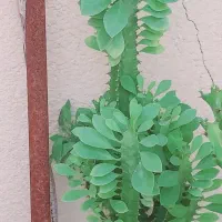 گلها