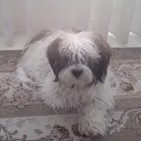 پسر مهربون و بازی گوش