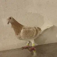 سار نر پرشی صید