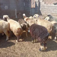 میش بره دار جفتی