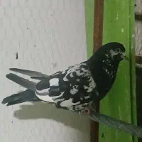 کفتر