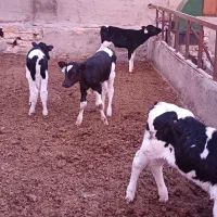 گوله شیری درجه یک