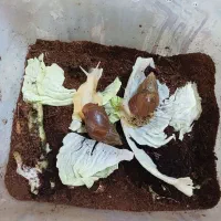 دوعددحلزون آچاتینا بالغ تخم گذار