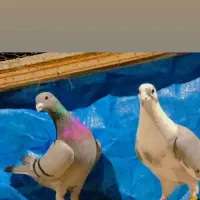 نر ماده دهن خورده شجر دار نسل قهرمان|پرنده|گرگان, |دیوار