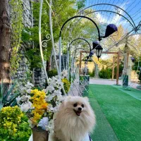 پامرنین لایت