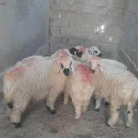 بره‌نروماده