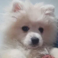 سگ پامر(ماده)|سگ|مشهد, آبکوه|دیوار