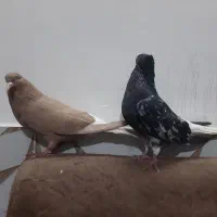 سرور دم سفید و زرد دم سفید خال سیاه دار|پرنده|مشهد, امیرآباد|دیوار