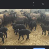گوسفند