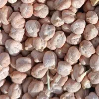 نخود درجه یک سایز درشت