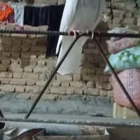 دو عدد طوقی با یدونه پشت دار فروشی