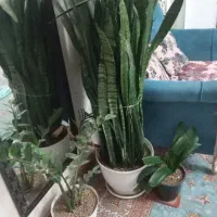 گل سانسوریا،زاموفیلیا