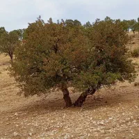زمین