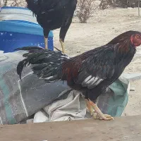 خروس لاری|حیوانات مزرعه|نسیم‌شهر, |دیوار