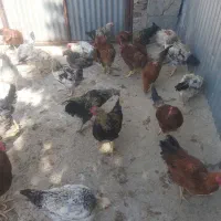 فروش خروس پرورشی خومانی ارگانیک