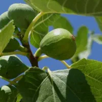 نهال انجیر باکیفیت اصلاح شده|خدمات باغبانی و درختکاری|سپیدان, |دیوار