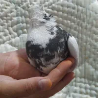 نر طوق سیاه