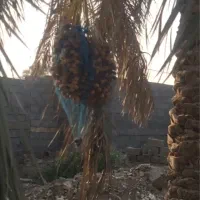 پاجوش نخل برحی