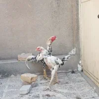 مرغ و خروس لاری اوشامو