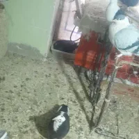 چندجفت نروماده عتیقه|پرنده|بم, |دیوار