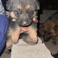 توله سگ جرمن