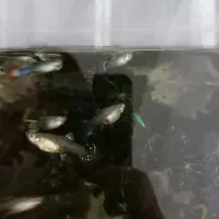 ماهی گوپی ماده|ماهی|مشهد, شهرک مطهری|دیوار