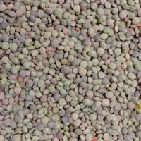 عدس کوهی خلخال