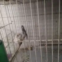 پرنده