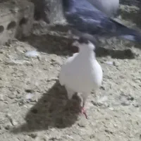 کفتر جفتگاه پرشی|پرنده|مشهد, کشف|دیوار