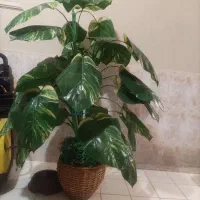 حراج گل درختچه مصنوعی بزرگ قدیمی