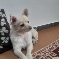 سگ باهوش آپارتمانی