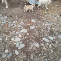 توله پاکوتاه