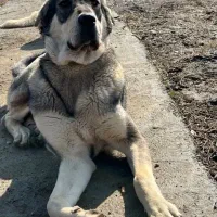 یه قلاده ماچ دوسرپژدر اصیل