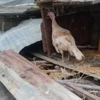 بوقلمون ماده