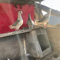 نر پشت گراف