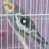 عروس هلندی گمشده
