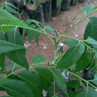 گردو پیوندی