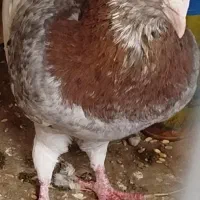 یک جفت سرونج