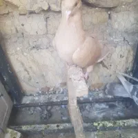 کفتر وکبوتر شهری و بهبونی|پرنده|شیراز, شهرک بزین|دیوار