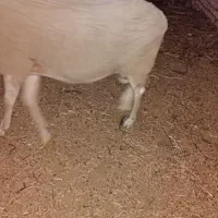 قوچ|حیوانات مزرعه|مشهد, درزآب|دیوار