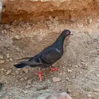 کبوتر پلاکی جفتی