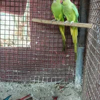 طوطی ملنگو طوطی گرینجک