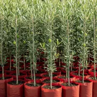 نهال زیتون با تخفیف استثنائی|خدمات باغبانی و درختکاری|گیلان غرب, |دیوار